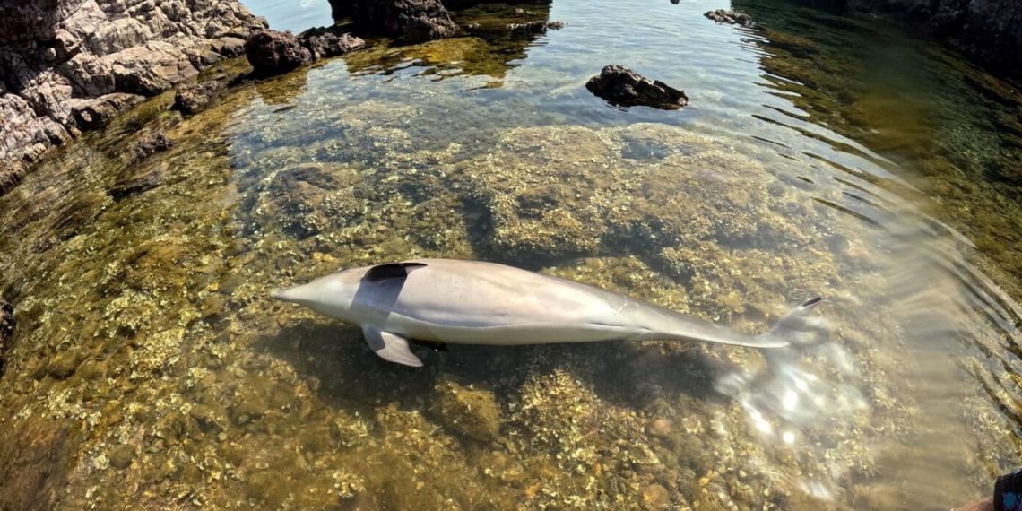 Ayvalık’ta meyyit yunus bulundu