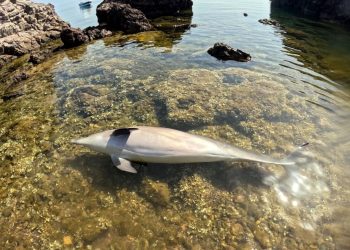 Ayvalık’ta meyyit yunus bulundu