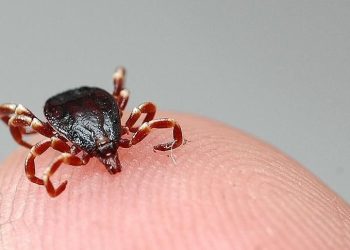 Bakan Koca’dan “Kırım Kongo” uyarısı: Olaylarda artış var