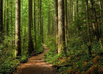 Balıkesir’de ormanlara giriş yasaklandı