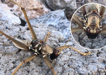 Batman’da devasa etçil çekirge görüldü