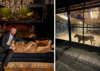 Beykoz’da ormanda aslan avı