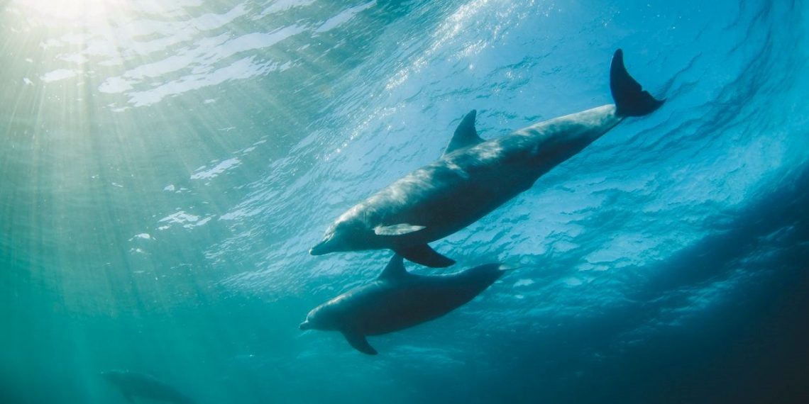 Bilim insanları yapay zeka teknolojisi sayesinde yunusları dinledi