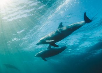 Bilim insanları yapay zeka teknolojisi sayesinde yunusları dinledi