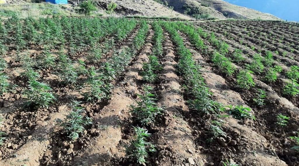 Bingöl’de 12 tarlada uyuşturucu operasyonu: Binlerce ele geçirildi