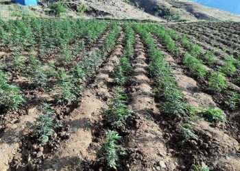 Bingöl’de 12 tarlada uyuşturucu operasyonu: Binlerce ele geçirildi