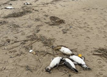 Binlerce penguen kıyıda meyyit bulundu