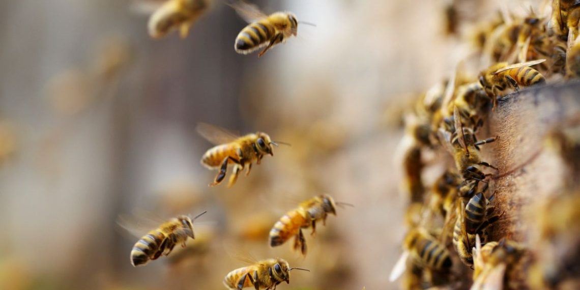 Brezilya’da arı katliamı: Böcek ilacı 100 milyondan fazla arıyı öldürdü