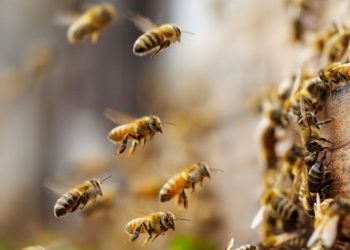 Brezilya’da arı katliamı: Böcek ilacı 100 milyondan fazla arıyı öldürdü