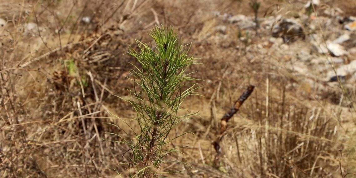 Büyük Manavgat yangınının üzerinden iki yıl geçti
