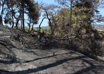 Çanakkale’de elektrik teline çarpan kuş yangına neden oldu