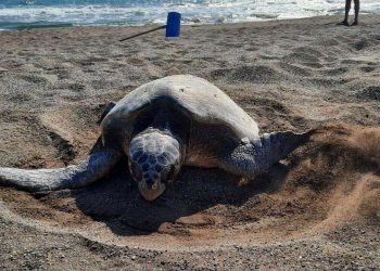 Caretta carettaların yuva sayısında rekor