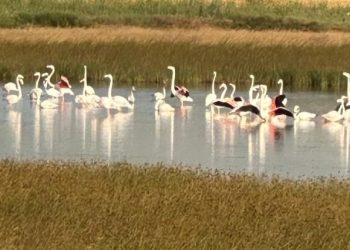 Çorum’da birinci sefer flamingo görüldü