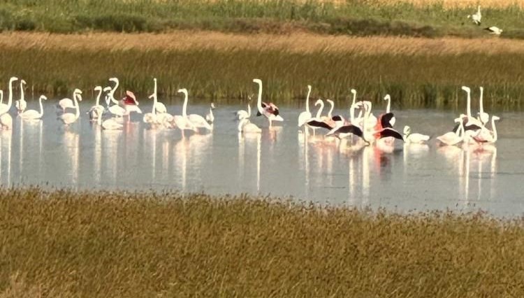 Çorum’da birinci sefer flamingo görüldü
