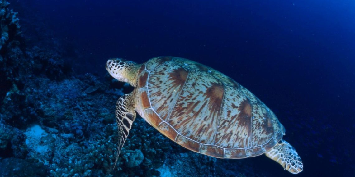 Deniz kaplumbağalarını besleyene 244 bin lira ceza