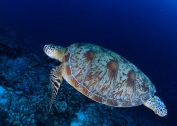 Deniz kaplumbağalarını besleyene 244 bin lira ceza