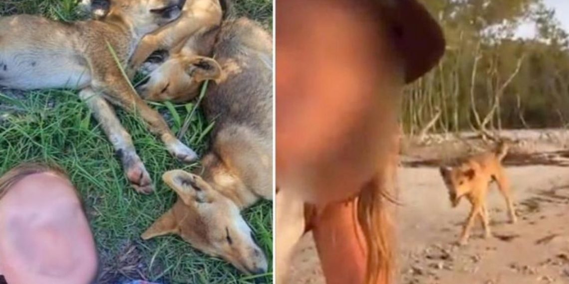 Dingolarla selfie çeken turistlere para cezası