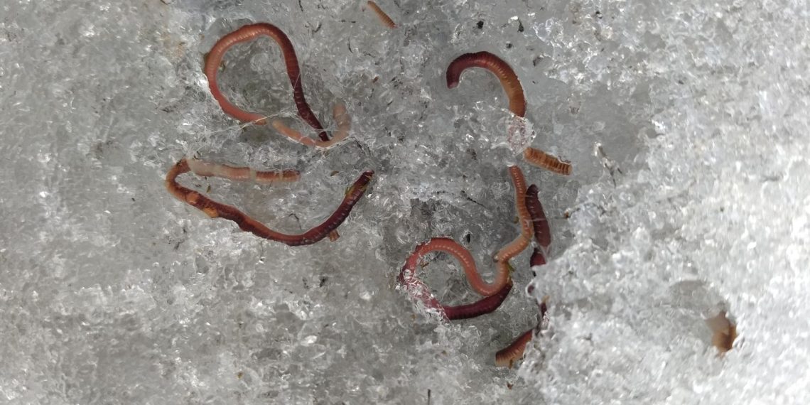 Dondurulmuş solucanlar hayrete düşürdü: 46 bin yıl sonra buzlar çözülünce tekrar canlandı