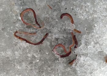 Donmuş solucanlar hayrete düşürdü: 46 bin yıl sonra buzlar çözülünce tekrar canlandı