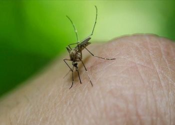 DSÖ açıkladı: Dang hummasında 8 kat artış