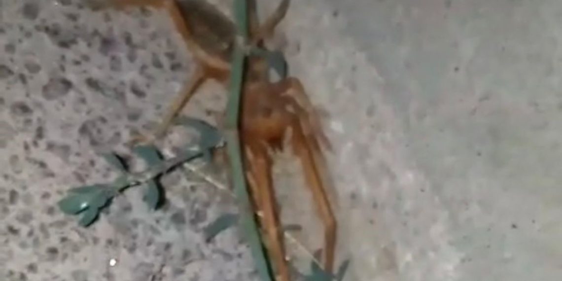 Elazığ’da etçil ‘sarıkız’ örümceği görüntülendi