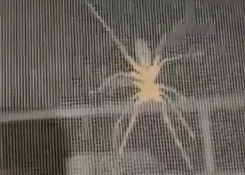 Elazığ’da “sarıkız” paniği (Et yiyor, zıplayabiliyor, zehri bir insanı öldürüyor)