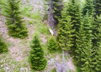 Ender görülen beyaz boz ayı ve yavruları drone kamerasına yakalandı