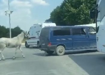 Eskişehir’de hayvana eziyet: Zanlı polise teslim oldu