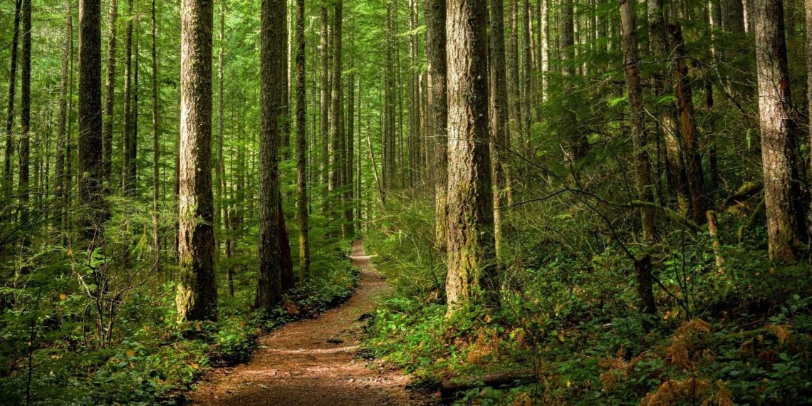 Eskişehir’de ormanlara girişler yasaklandı