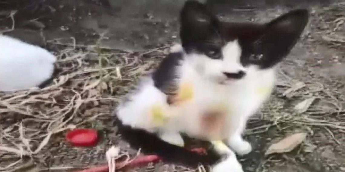 Eyüpsultan’da kedilere asit atan kişi yakalandı