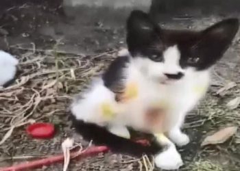 Eyüpsultan’da kedilere asit atan kişi yakalandı