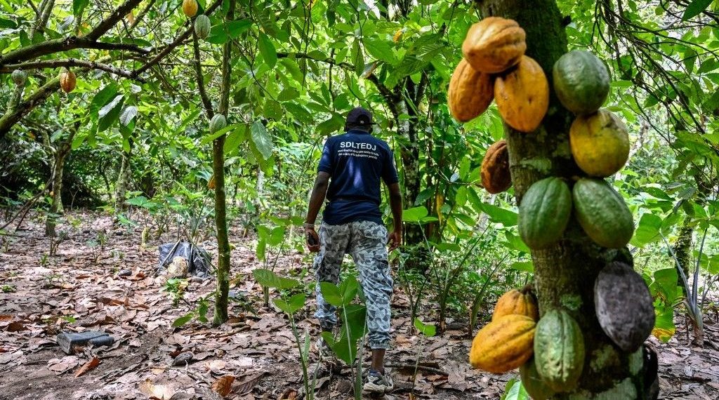 Fildişi Kıyısı kakao ihracatını durdurdu