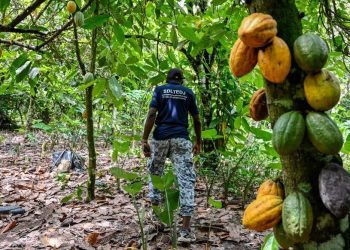 Fildişi Kıyısı kakao ihracatını durdurdu