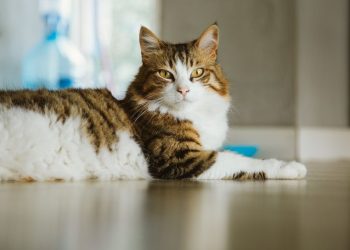 FİP hastalığı Türkiye’de yayılıyor (FİP hastalığı beşere bulaşır mı?)