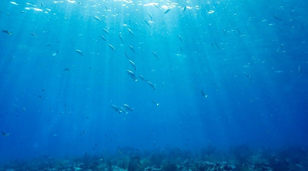 Gezegende yeni rekor: Florida okyanusu, jakuzi sıcaklığına ulaştı