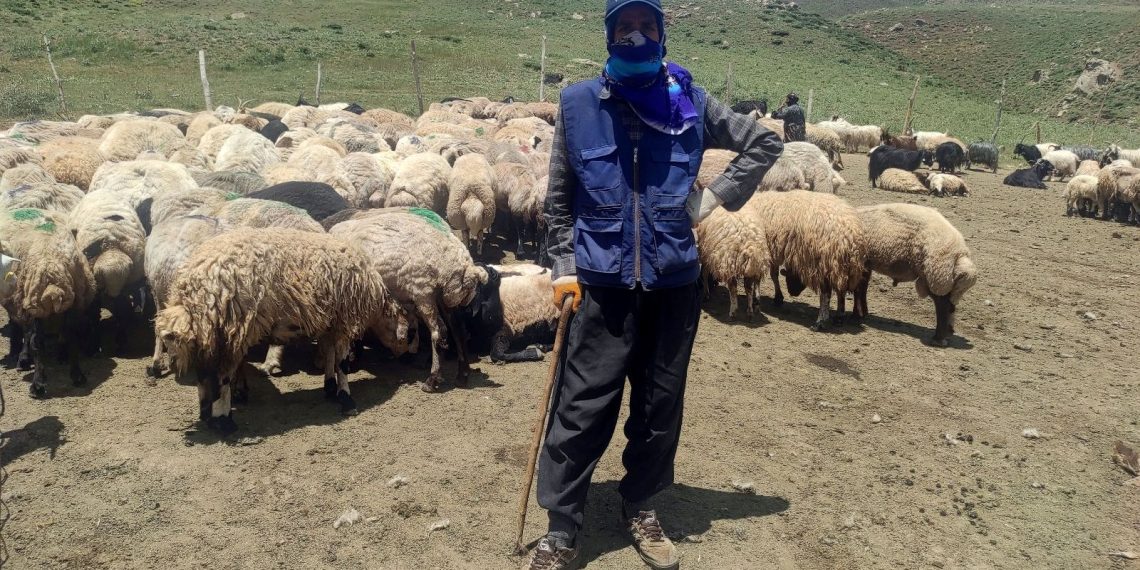 Hakkari’ye İran’dan ithal çoban