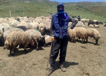 Hakkari’ye İran’dan ithal çoban