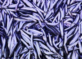 Hamsi ihracatı yılın birinci yarısını yüzde 7 artışla kapattı