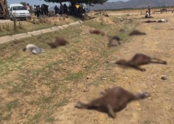 Hatay’da feci olay: 77 küçükbaş hayvan telef oldu