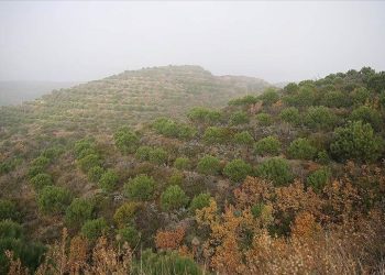 Hatay’da ormanlara girişler yasaklandı