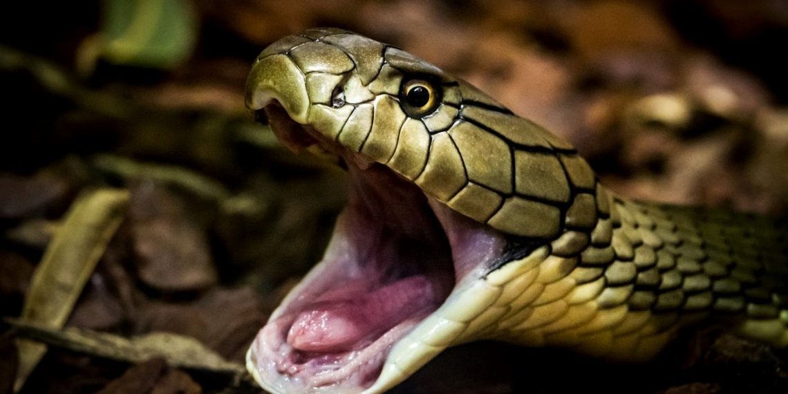 Hindistan’da 5 kişi, iş insanını kobra ile öldürdü