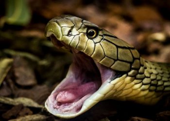 Hindistan’da 5 kişi, iş insanını kobra ile öldürdü