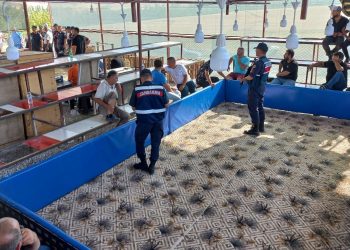 Horoz dövüştüren 71 kişi gözaltına alındı