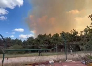 İstanbul Sultangazi’deki orman yangını denetim altında