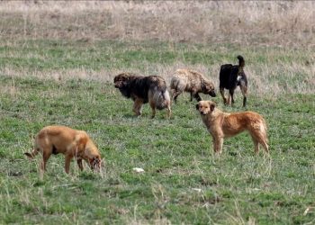 İstanbul Valiliği’nden sokak köpekleri için karar