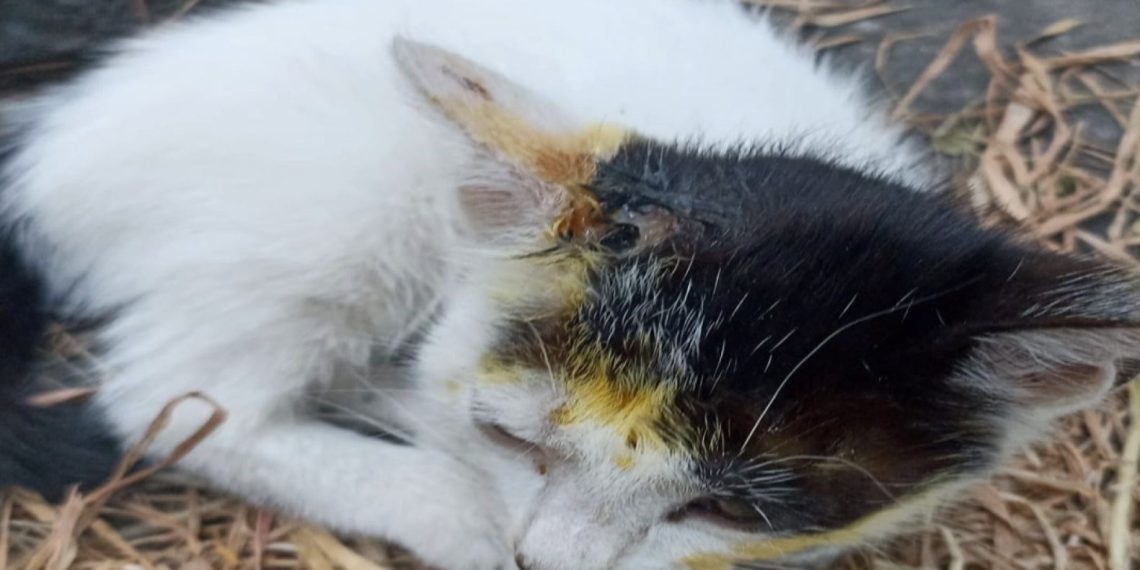 İstanbul’da kedilere asitli taarruz tezi