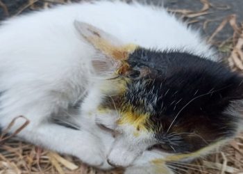 İstanbul’da kedilere asitli taarruz tezi