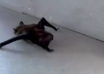 İstanbul’da meskenlere giren yarasalar paniğe neden oldu