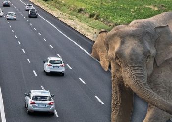 İtalya’da sirkten kaçan fil bulundu