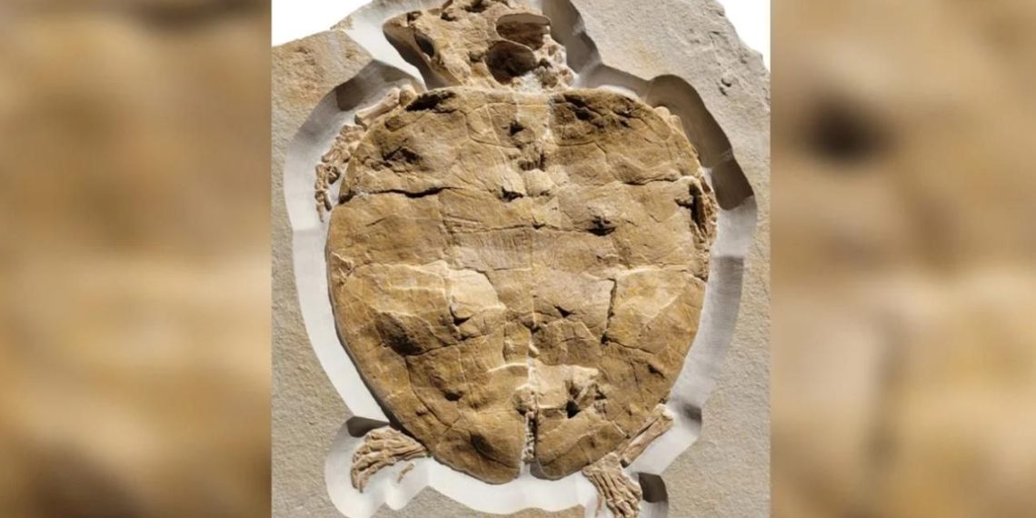 Jurassic deniz kaplumbağasının en eksiksiz fosili bulundu